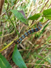 Eudryas unio