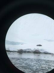 Leptonychotes weddellii