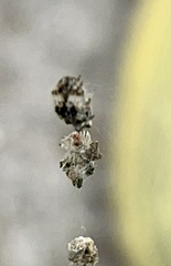 Cyclosa walckenaeri