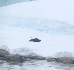 Leptonychotes weddellii