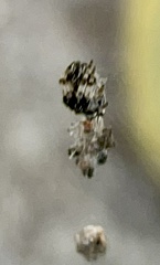 Cyclosa walckenaeri