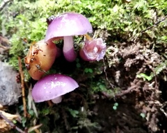 Cortinarius magellanicus
