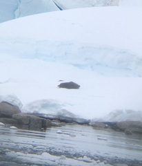 Leptonychotes weddellii