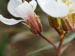 Diplotaxis erucoides