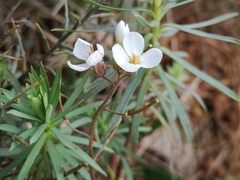 Diplotaxis erucoides