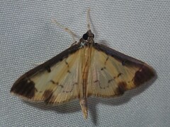 Eulepte