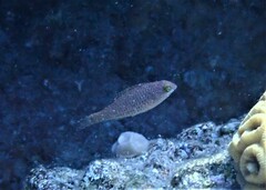 Calotomus viridescens