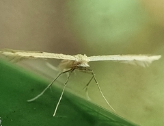 Pterophorus lacteipennis