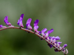 Vicia villosa