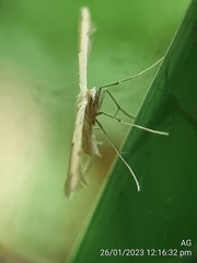 Pterophorus lacteipennis