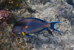 Acanthurus sohal