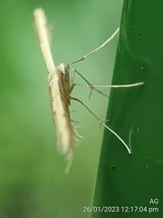 Pterophorus lacteipennis