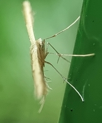 Pterophorus lacteipennis