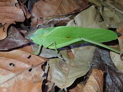 Steirodon
