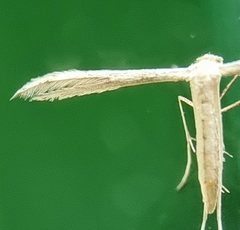 Pterophorus lacteipennis
