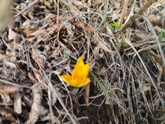 Crocus angustifolius