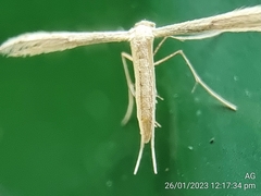 Pterophorus lacteipennis