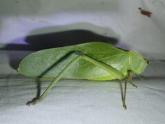 Steirodon