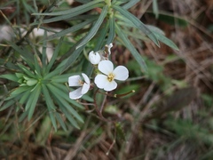 Diplotaxis erucoides