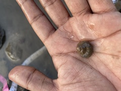 Euchelus asper