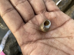 Euchelus asper