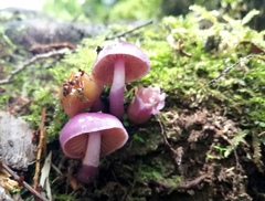Cortinarius magellanicus