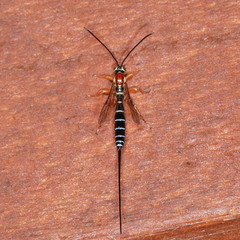 Perithous septemcinctorius