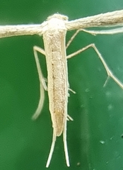 Pterophorus lacteipennis