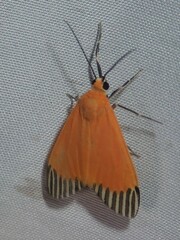 Uranophora walkeri