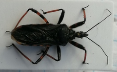 Rhynocoris annulatus