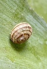 Cornu aspersum