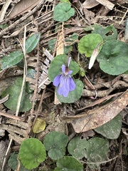 Viola formosana