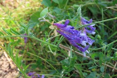Vicia villosa villosa