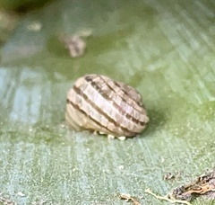 Cornu aspersum