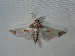 Neoleucinodes elegantalis