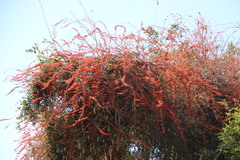 Combretum microphyllum