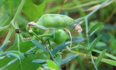 Vicia villosa villosa