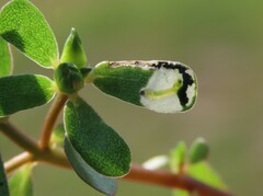 Schizocerella pilicornis