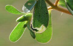 Schizocerella pilicornis