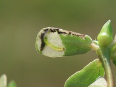 Schizocerella pilicornis