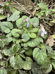 Viola formosana