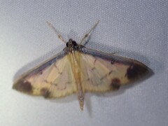 Eulepte