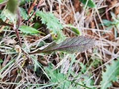 Diplotaxis erucoides