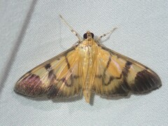 Phostria