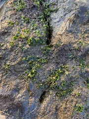 Ulvaceae