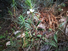 Diplotaxis erucoides