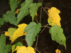 Acer caudatifolium