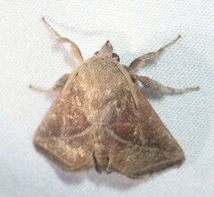 Natada fusca
