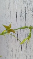 Parthenocissus inserta