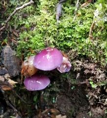 Cortinarius magellanicus